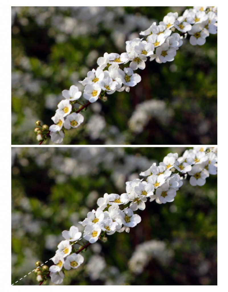 白い小花と対角線構図