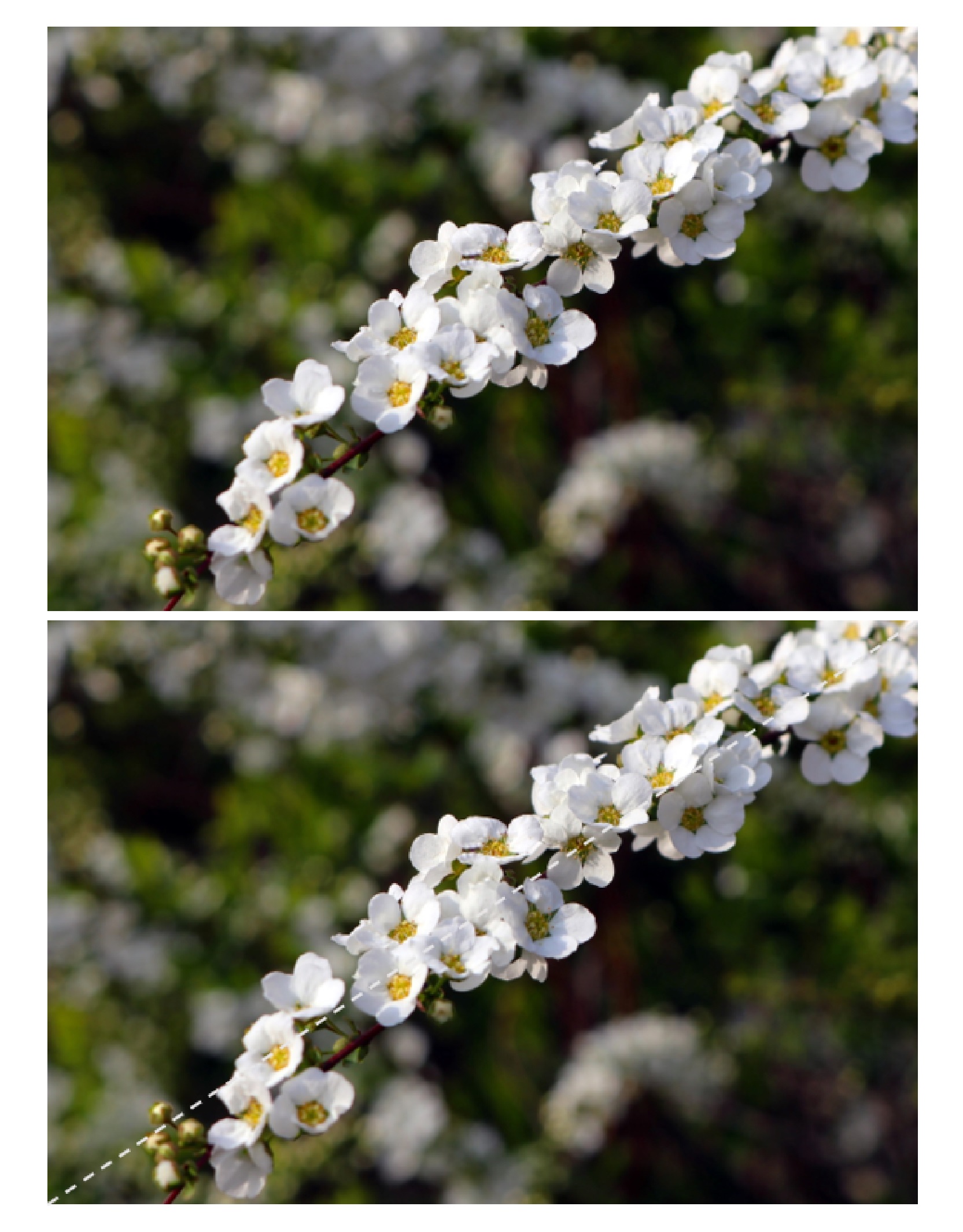 白い小花と対角線構図