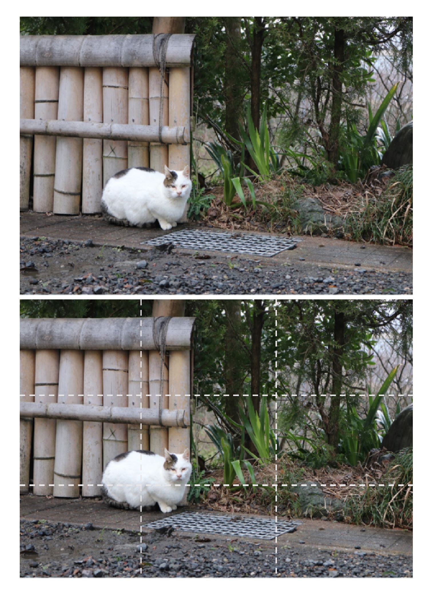 白猫と三分割構図