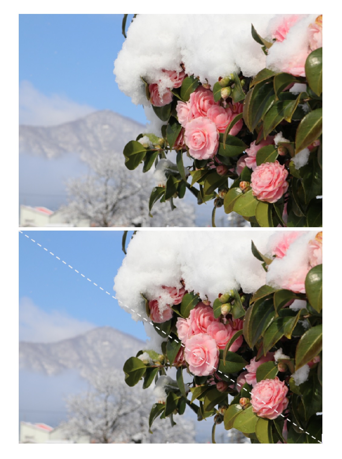 雪をかぶったピンクの花