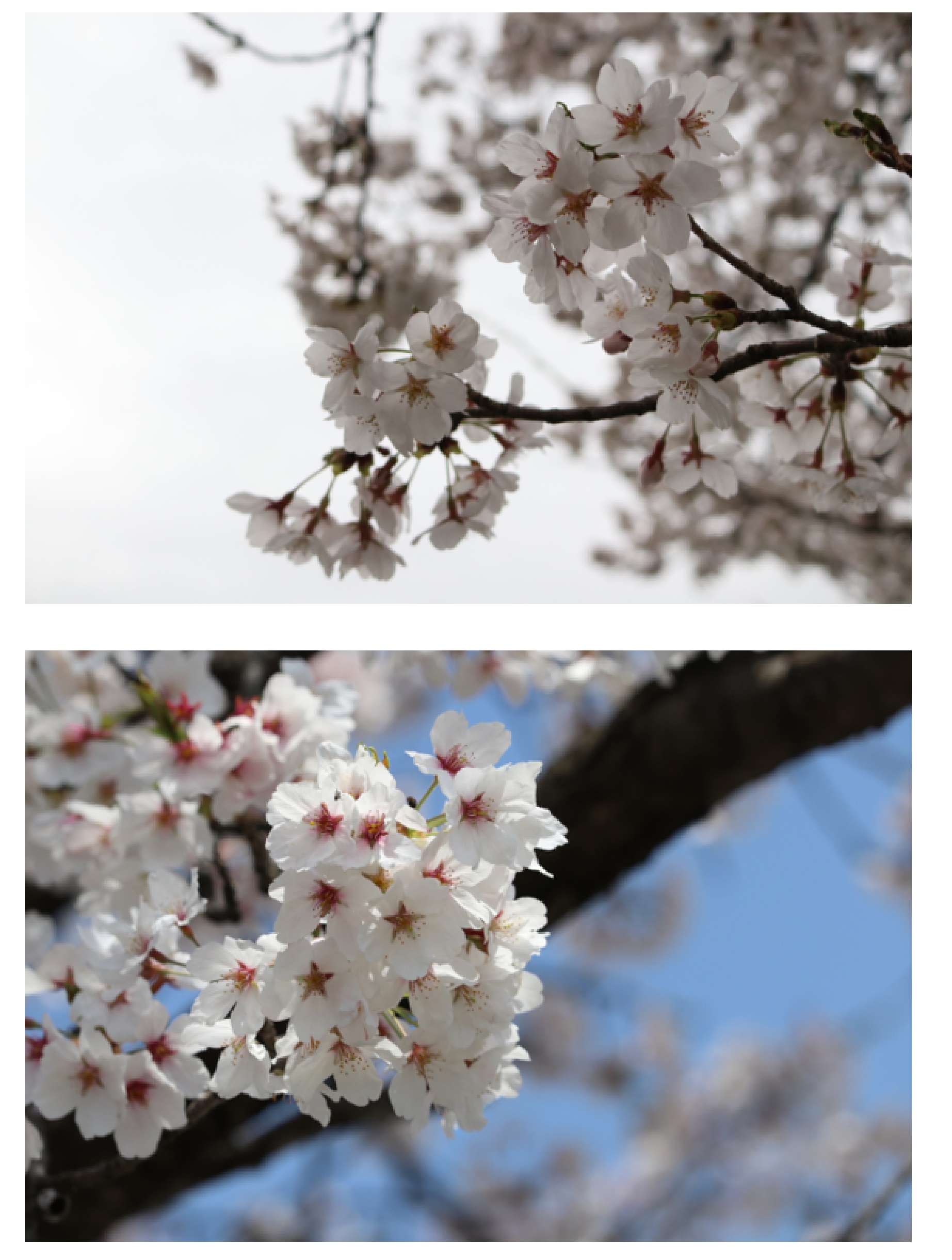 桜と曇り空と青空
