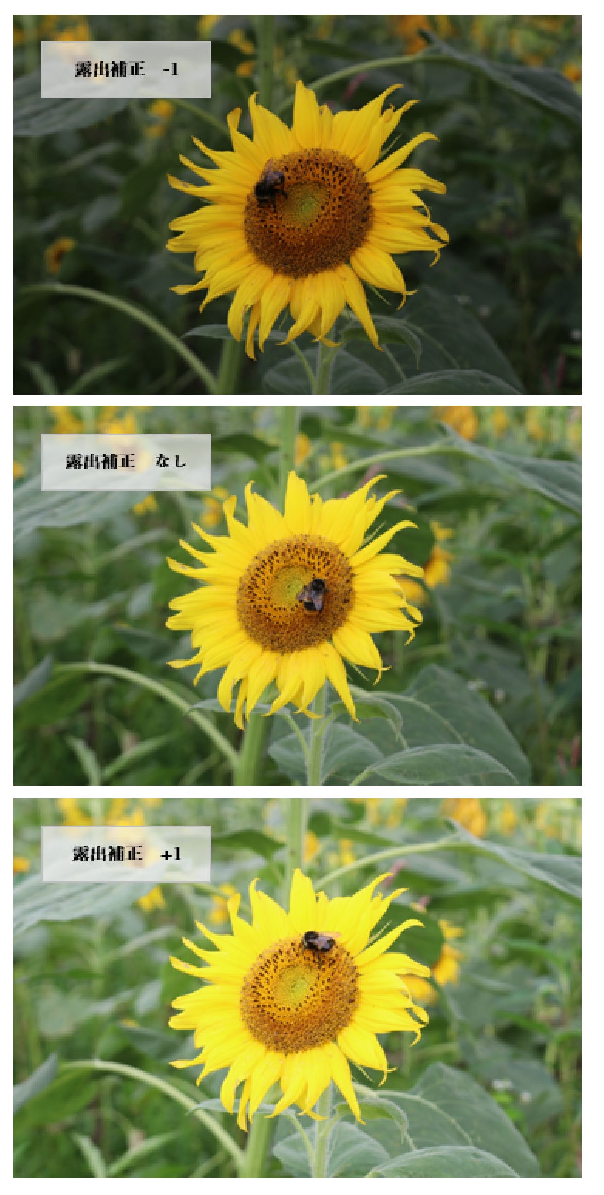 ひまわりと露出補正