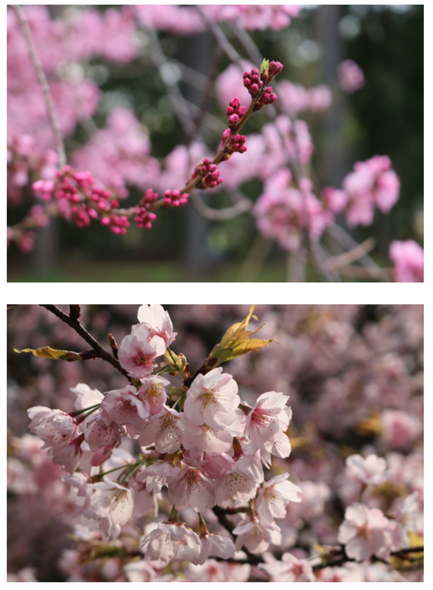 他の桜を背景にする