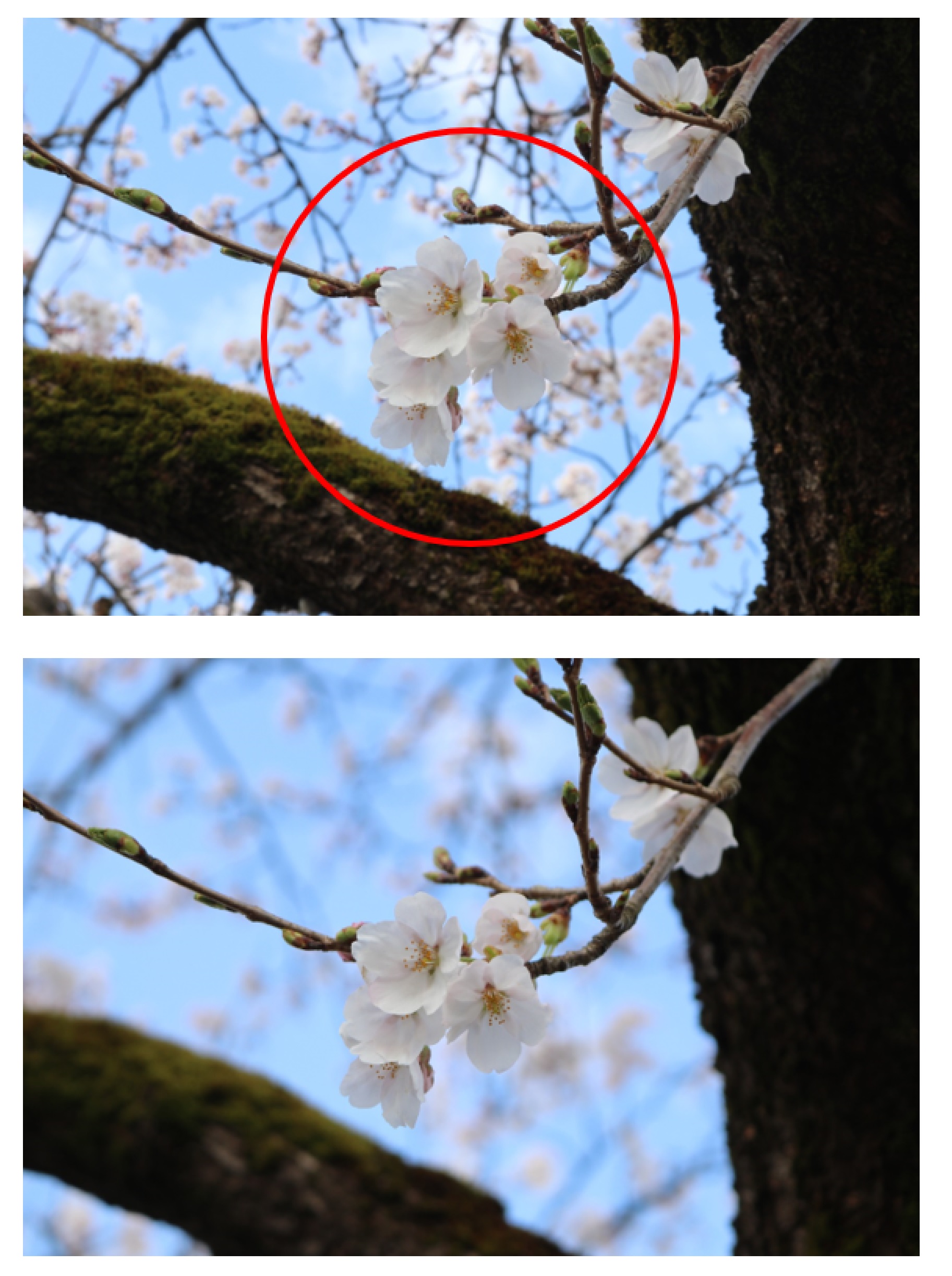 背景をぼかした桜