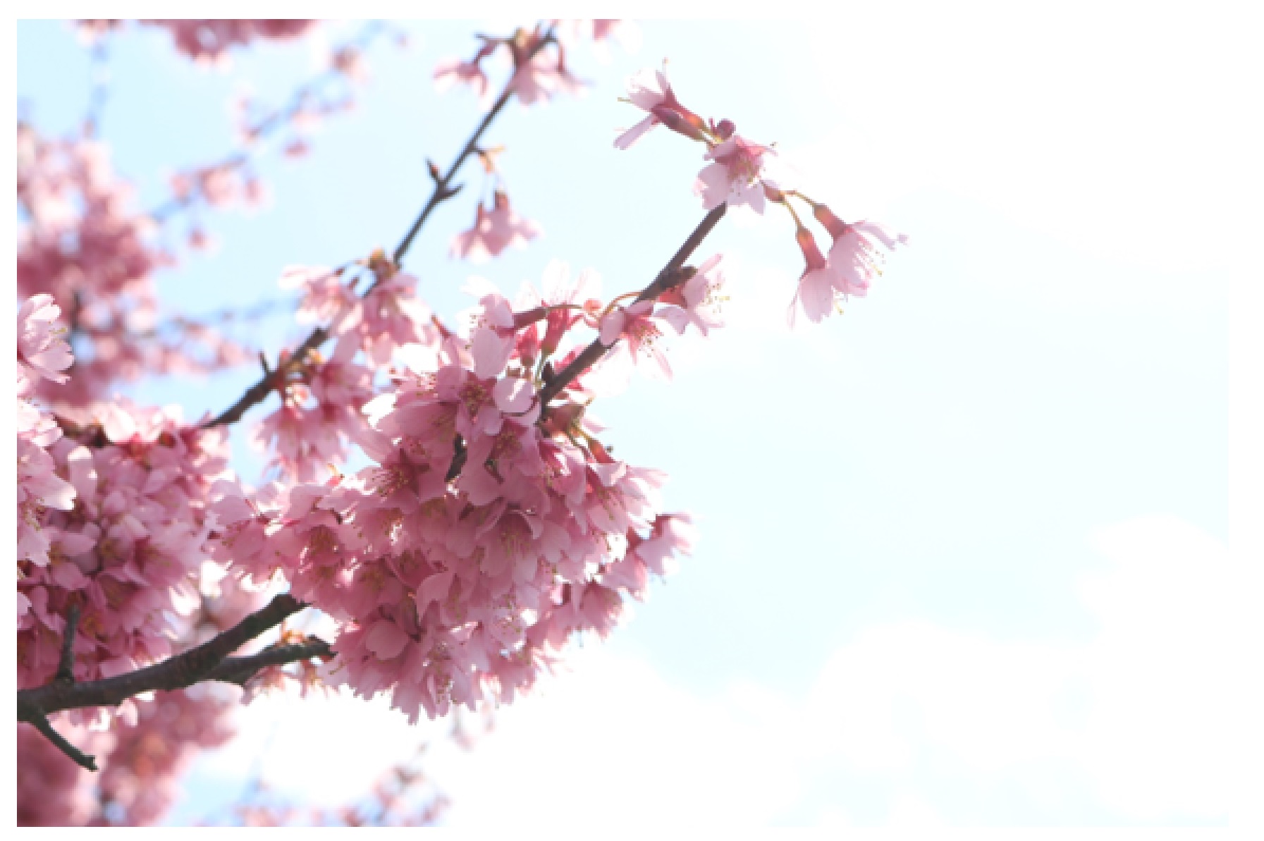 逆光で撮影した桜