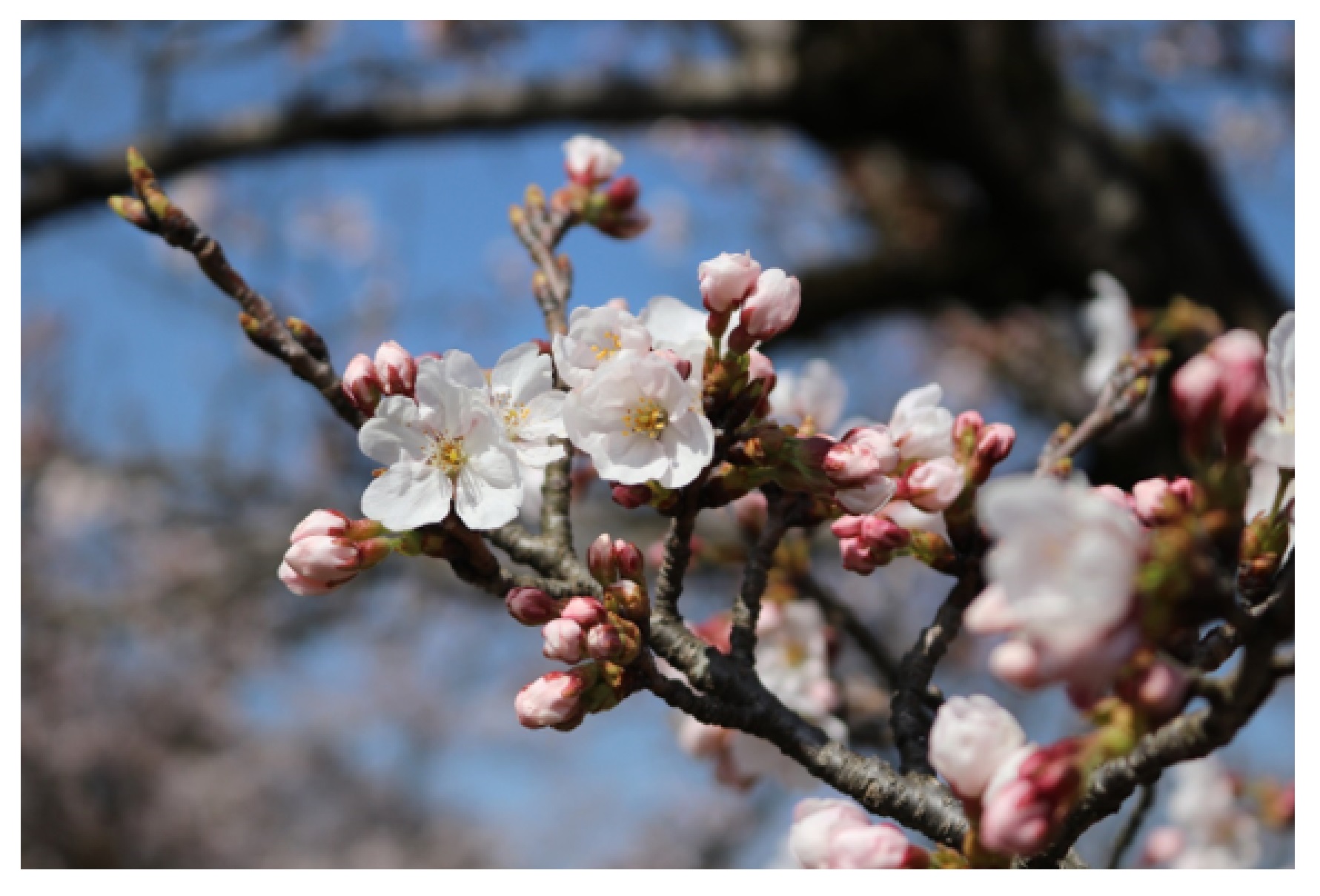 順光で撮影した桜